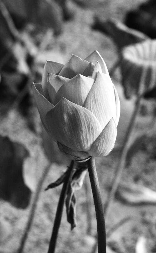 Head of a Blooming Lotus Flower