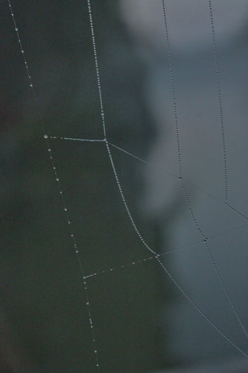 Základová fotografie zdarma na téma detail, pavoučí síť, příroda