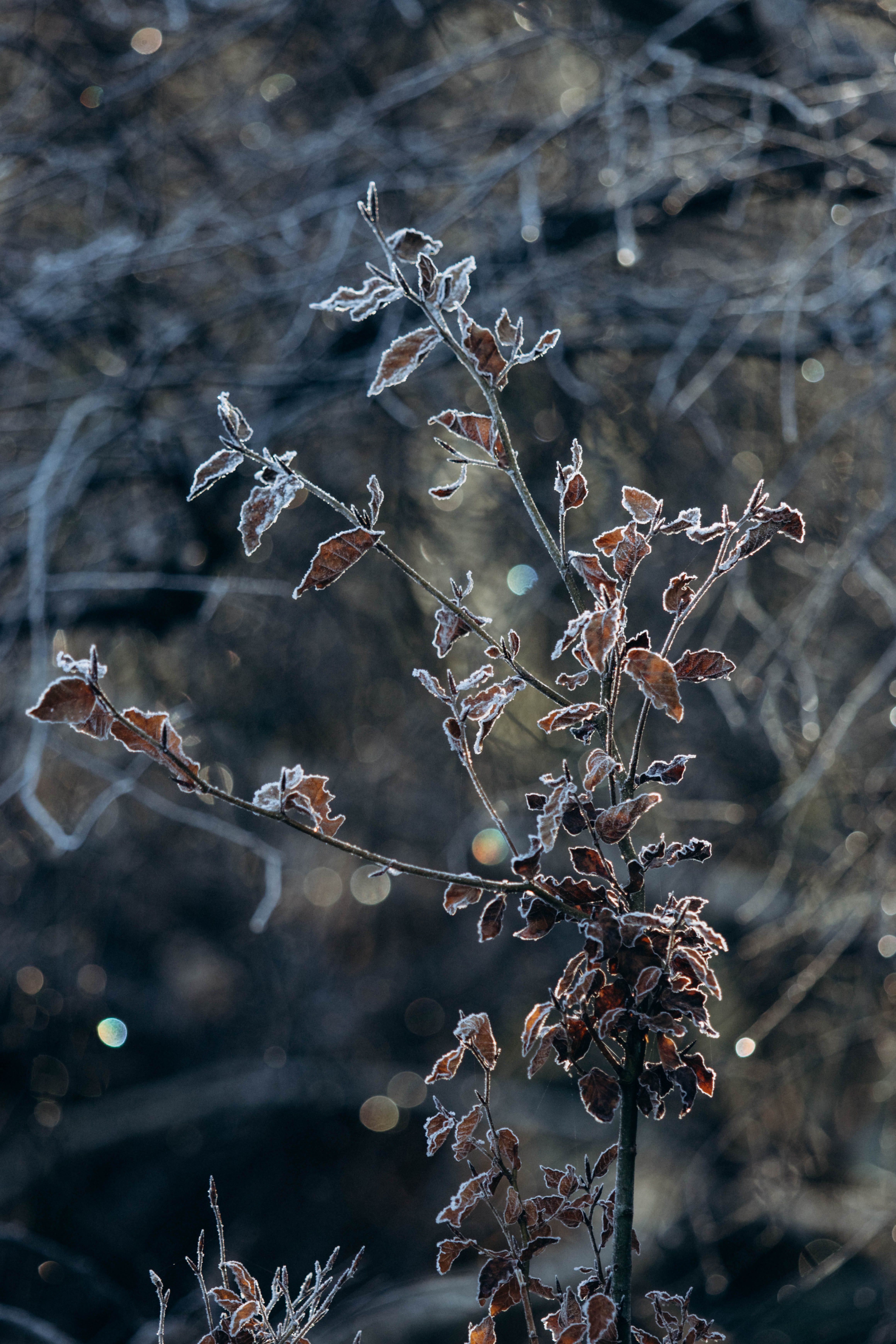 Plant Leaves Frozen From the Cold in Winter · Free Stock Photo