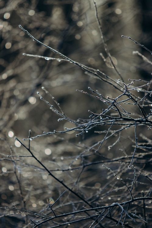 Free Close-up of frosty branches in a winter forest, showcasing delicate ice patterns. Stock Photo