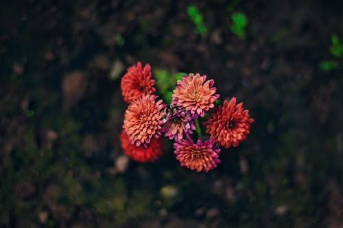 Small Bunch of Red and Pink Chrysanthemums