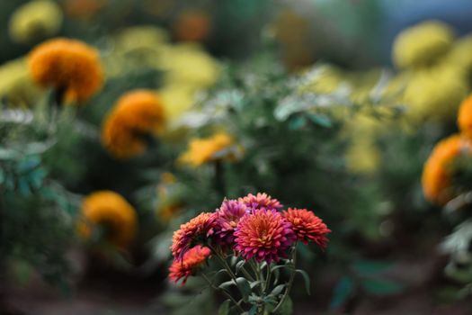 Captivating close-up of pink and orange flowers blooming in a lush garden setting.
