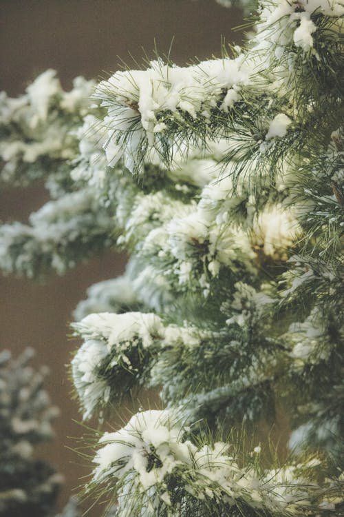 Branches of Conifer Covered in Snow