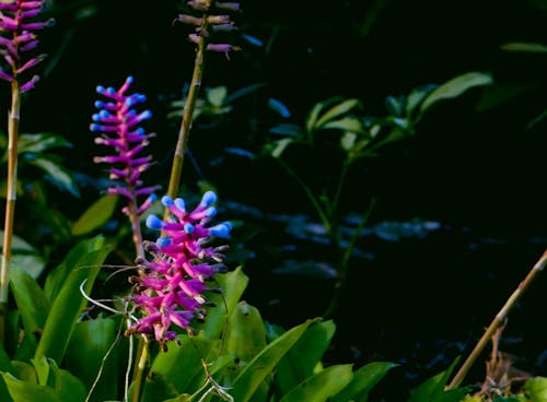 天然染料, 奇異果, 好運植物 的 免費圖庫相片