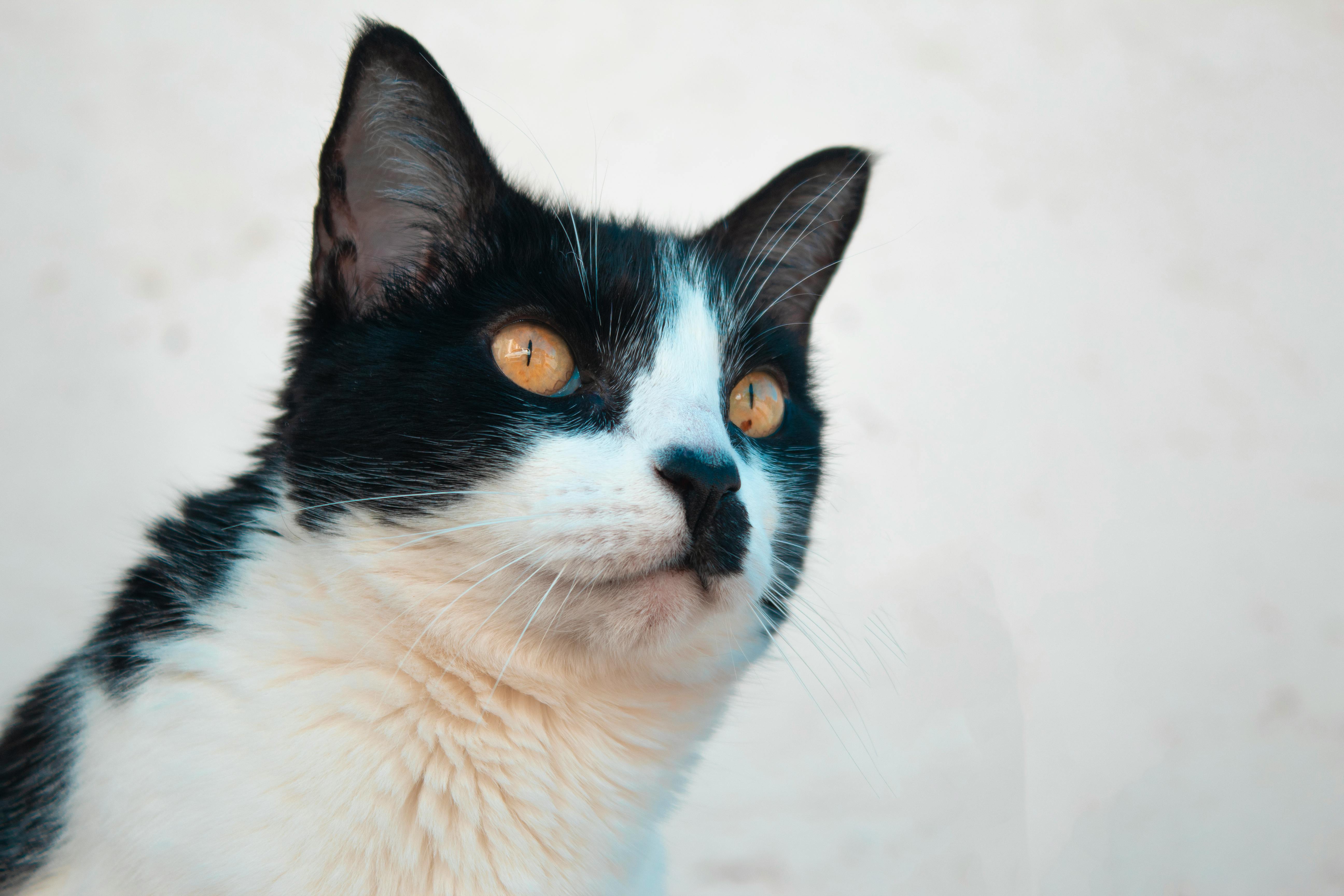 Portrait of a Black and White Cat · Free Stock Photo