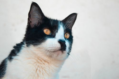 Free Charming close-up of a black and white cat with striking yellow eyes. Stock Photo