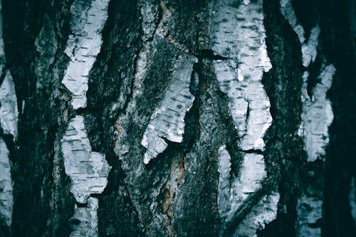 Foto d'estoc gratuïta de abstracte, amb textura, arbre