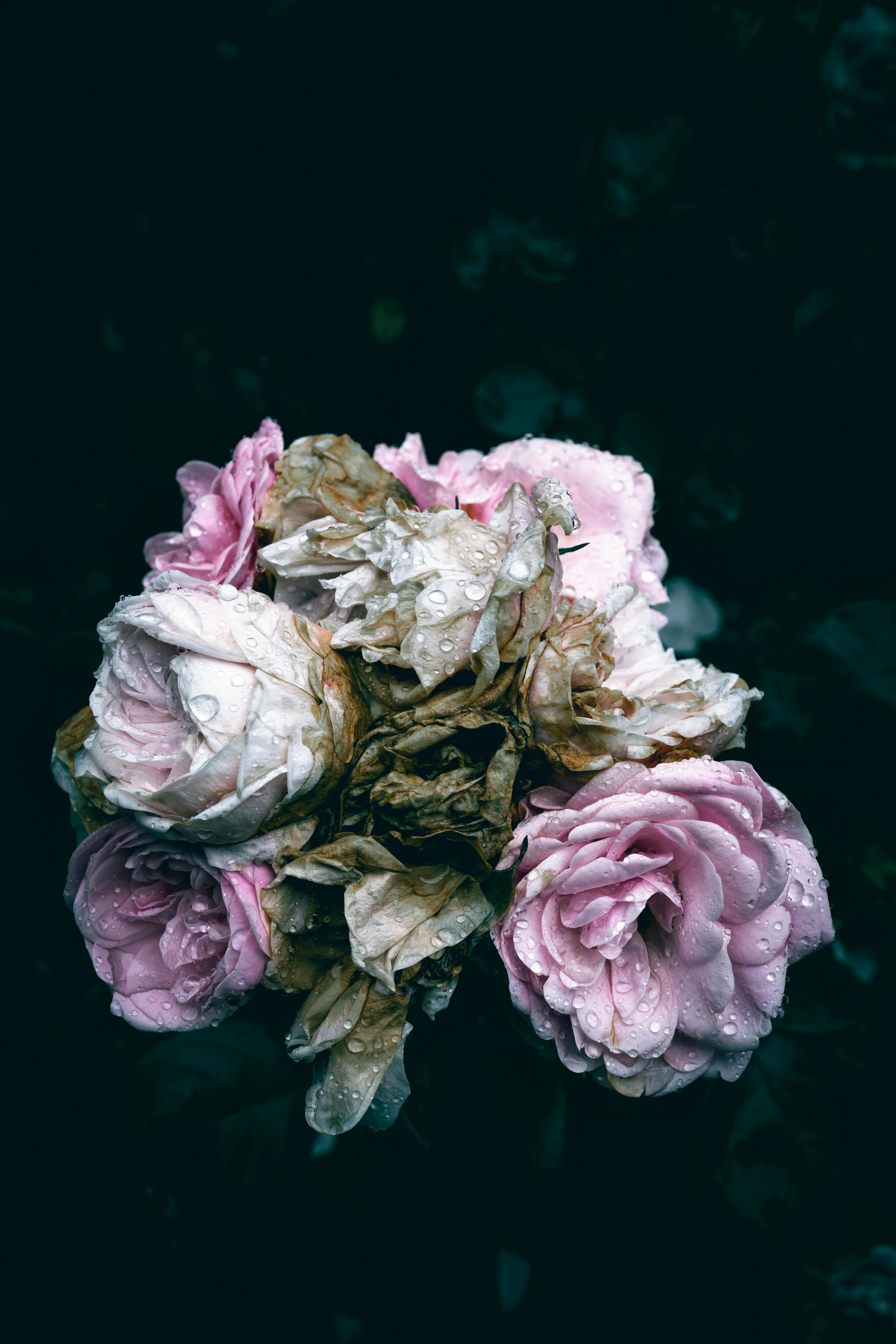 a bunch of fresh and dry pink and white rose flowers with rain drops