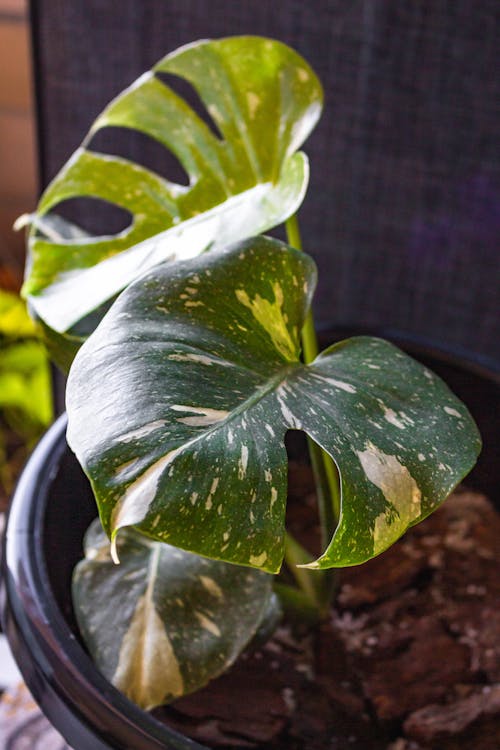 Základová fotografie zdarma na téma hrnkové rostliny, monstera, monstera deliciosa