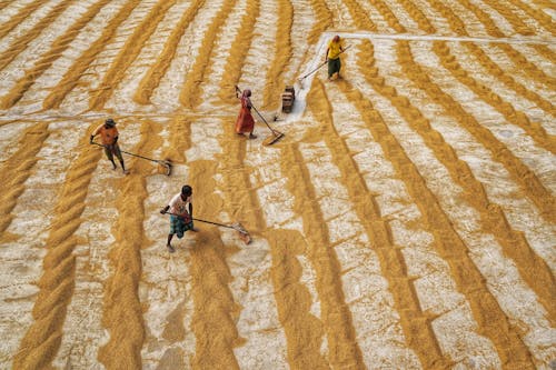 Workers Cultivating Paddy
