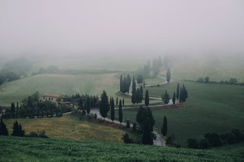 Photos gratuites de arbres, asphalte, brouillard