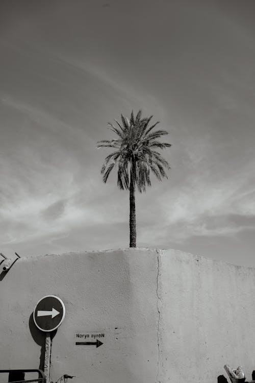 Palm Tree over Wall Corner