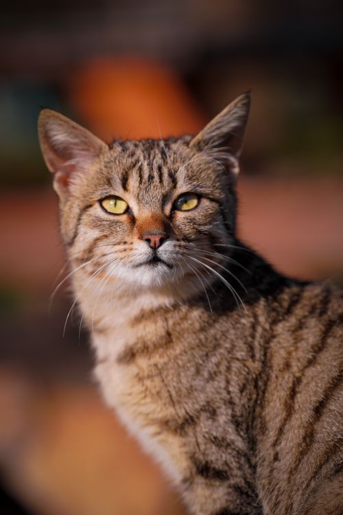 Free A beautiful tabby cat with striking green eyes captured in a close-up portrait. Stock Photo
