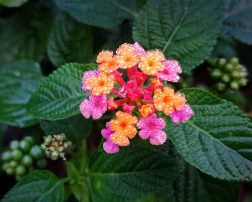 Ảnh lưu trữ miễn phí về lantana, màu sáng, những bông hoa đẹp