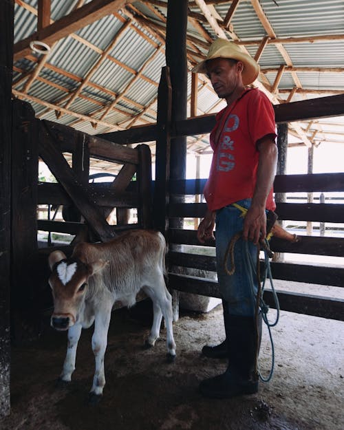 Immagine gratuita di agricoltura, animale, azienda agricola