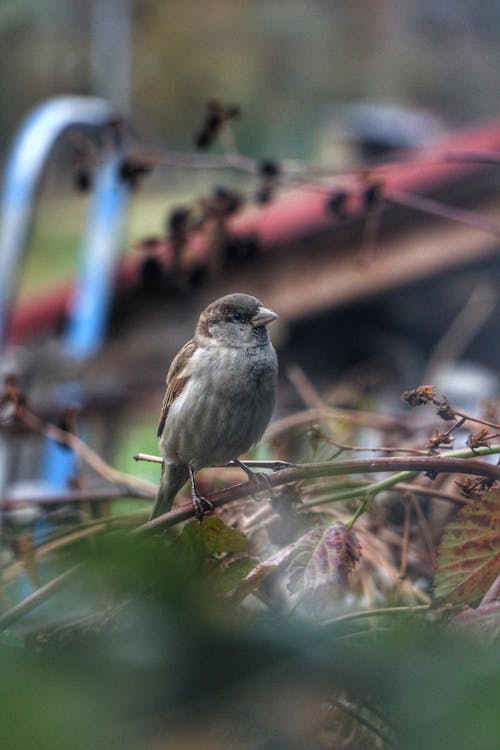 Sparrow Sitting on a Branch in a Forest 