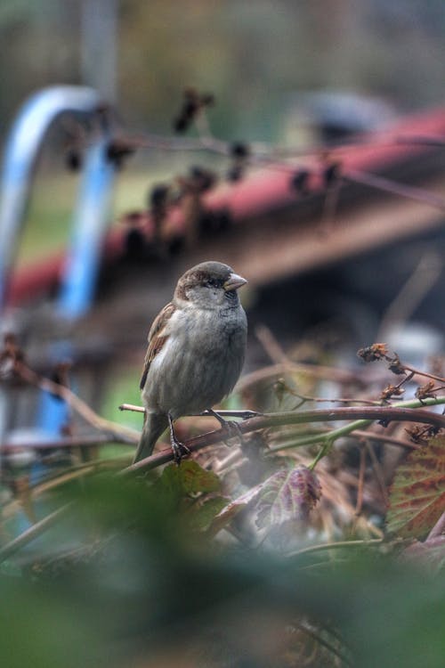 Fotobanka s bezplatnými fotkami na tému divočina, divý, dno