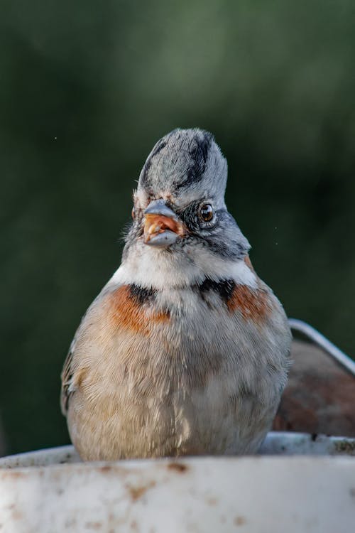 Close-up of a Rufous-collared Sparrow