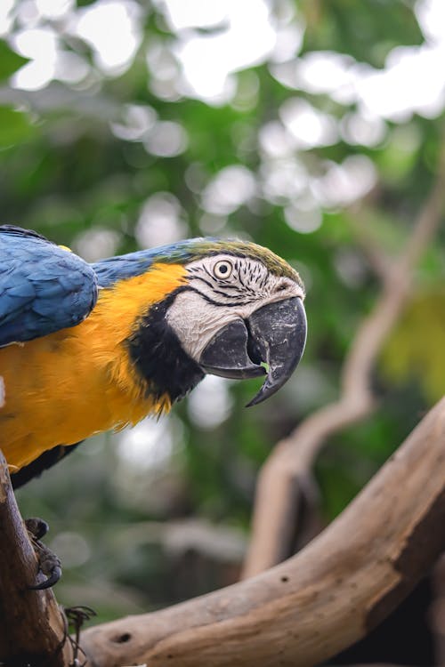 노란색과 파란색, 동물 사진, 머 코 앵무새의 무료 스톡 사진