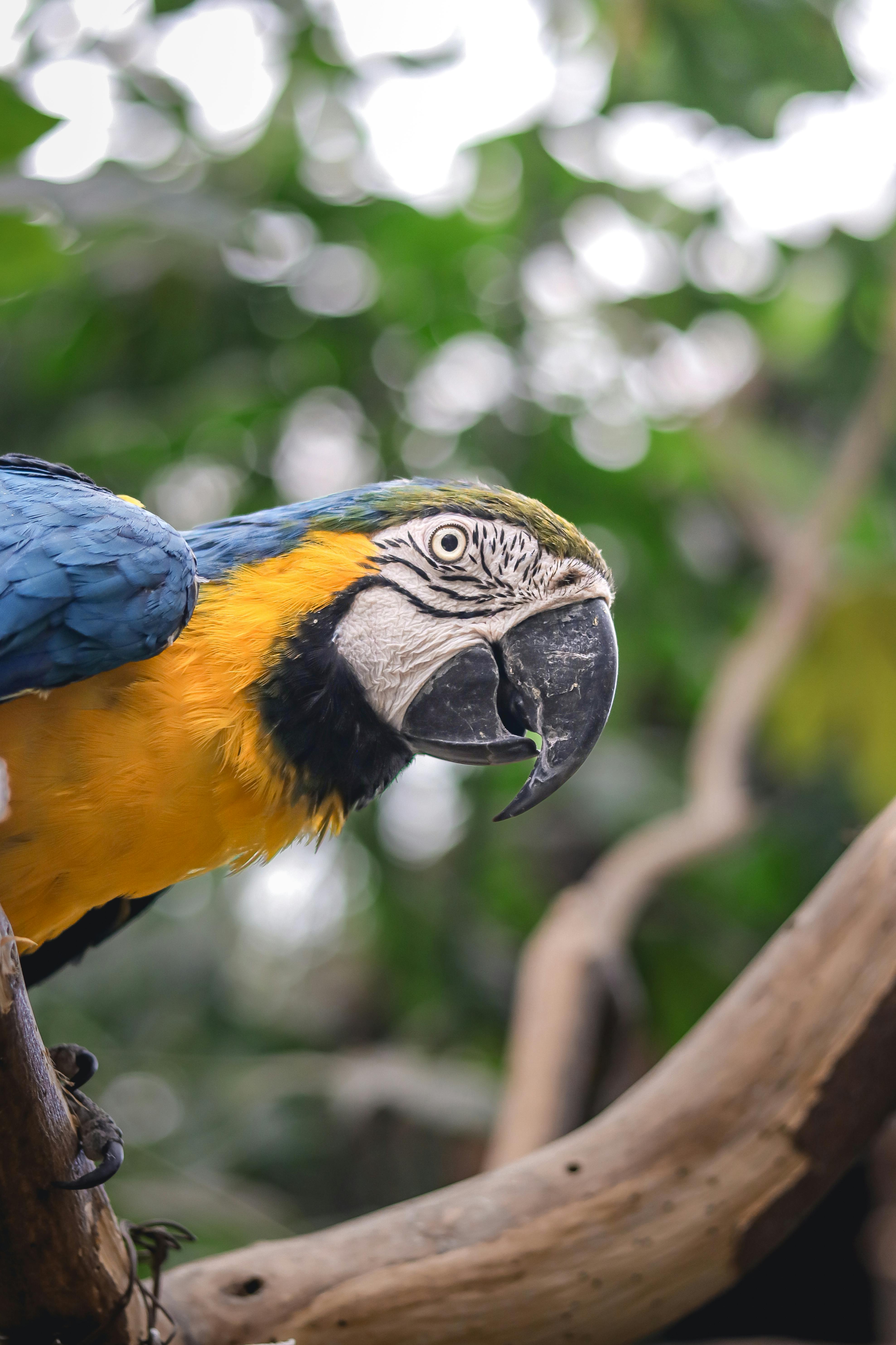 Amazon Rainforest Animals Photos, Download The BEST Free Amazon ...