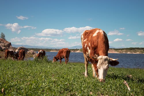 View of Cows Grazing on a Pasture 
