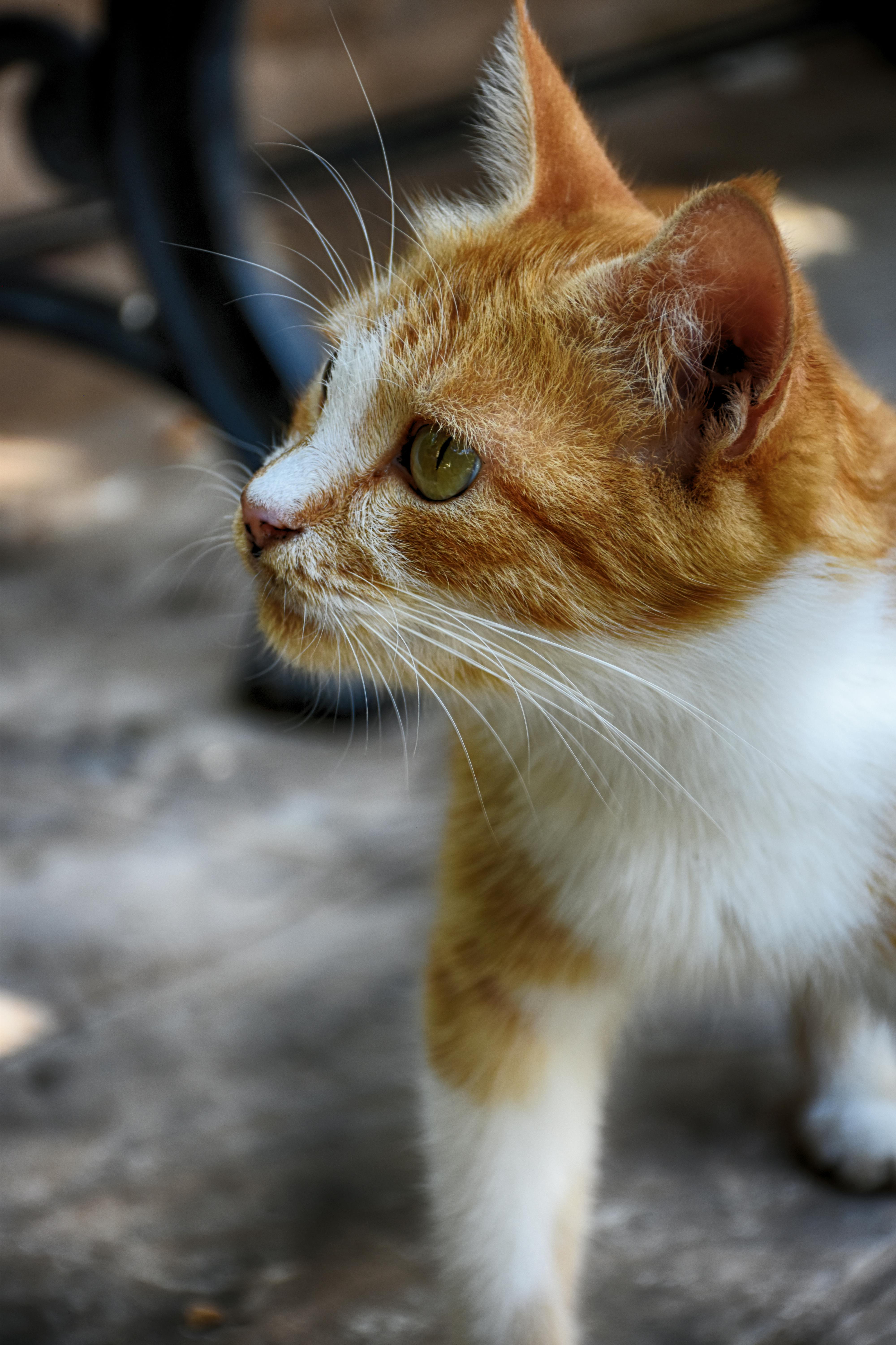 Free stock photo of #cat #green #nature #orange #animal