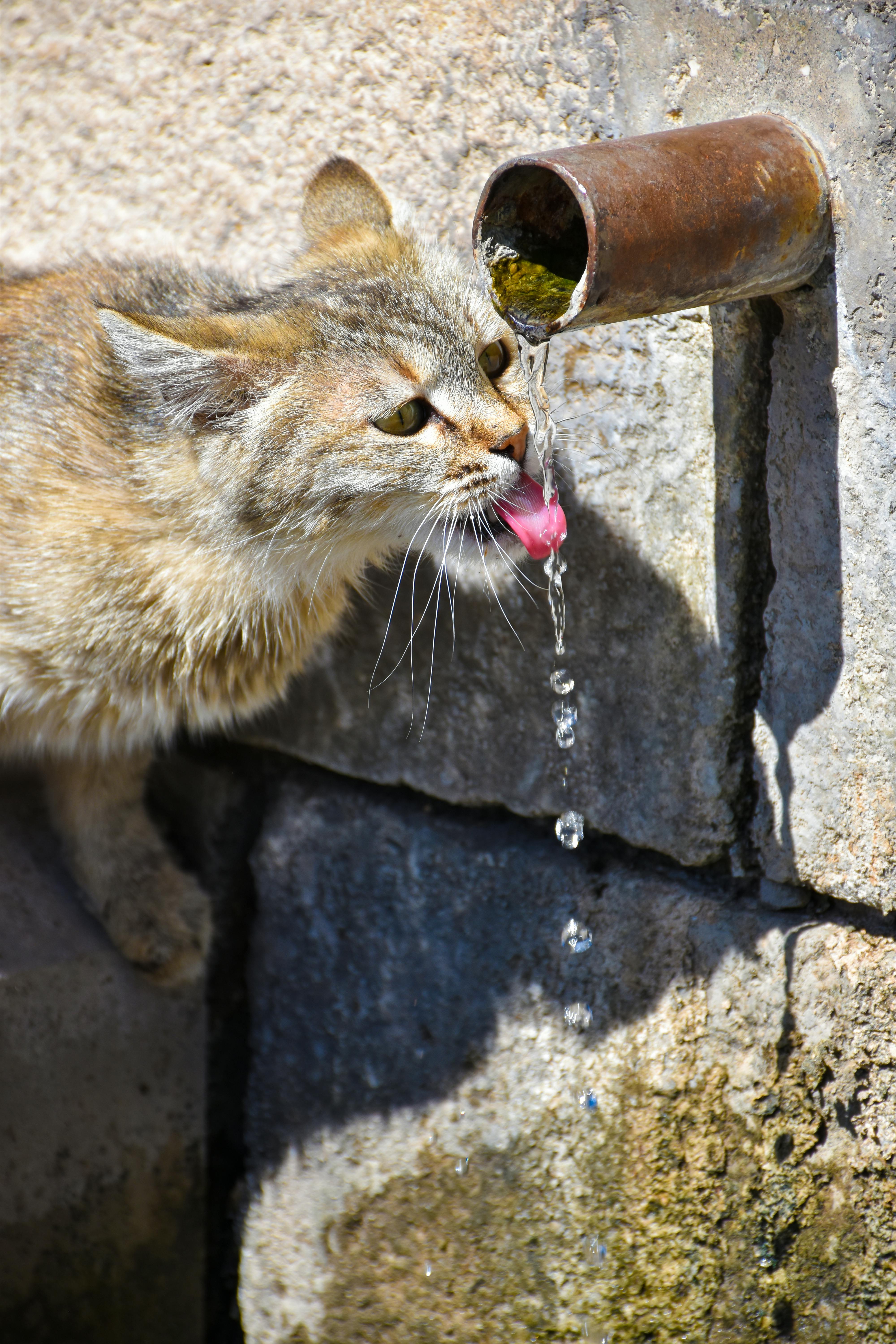 Free stock photo of #cat #water #fountain #nature #shadows