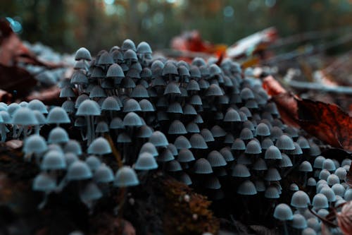 Abundance of Mushrooms