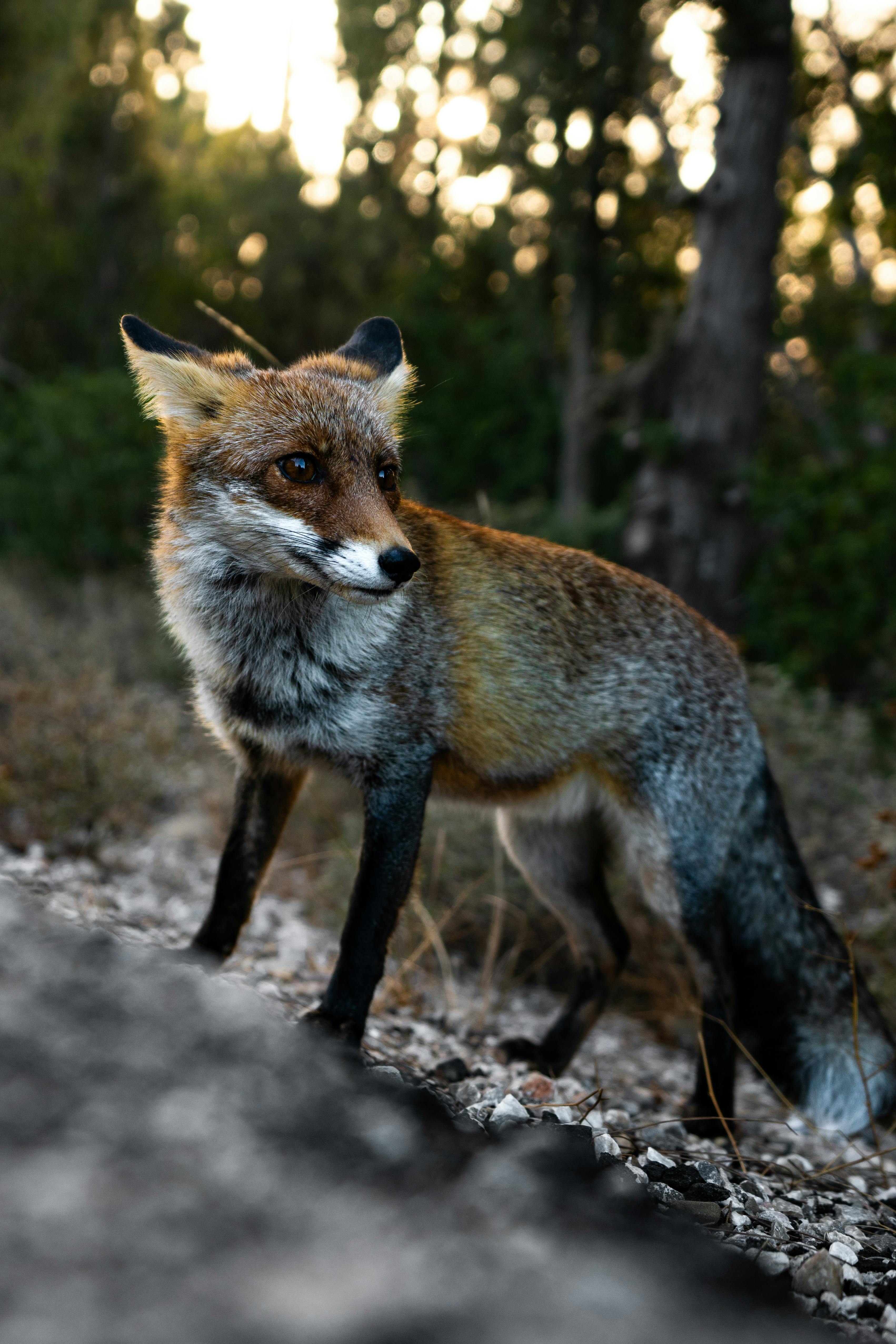 Majestic red fox with vibrant fur in a serene forest setting.