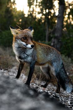 fox photo