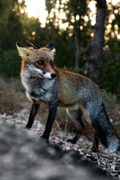 Photo of a Fox Standing in a Forest 