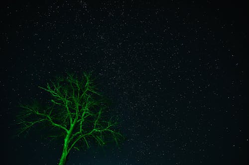 Grüner Baum mit Nachthimmel