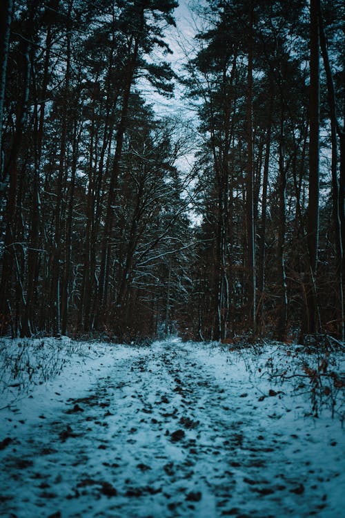 View of a Snowy Footpath in a Forest 