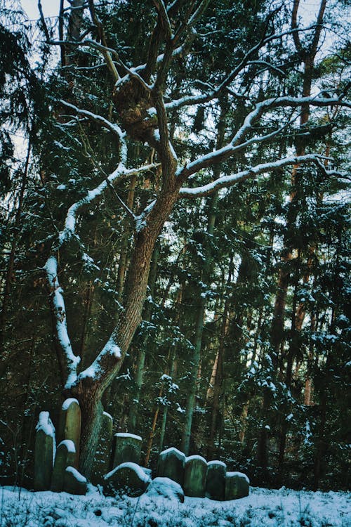 Trees in Forest in Winter