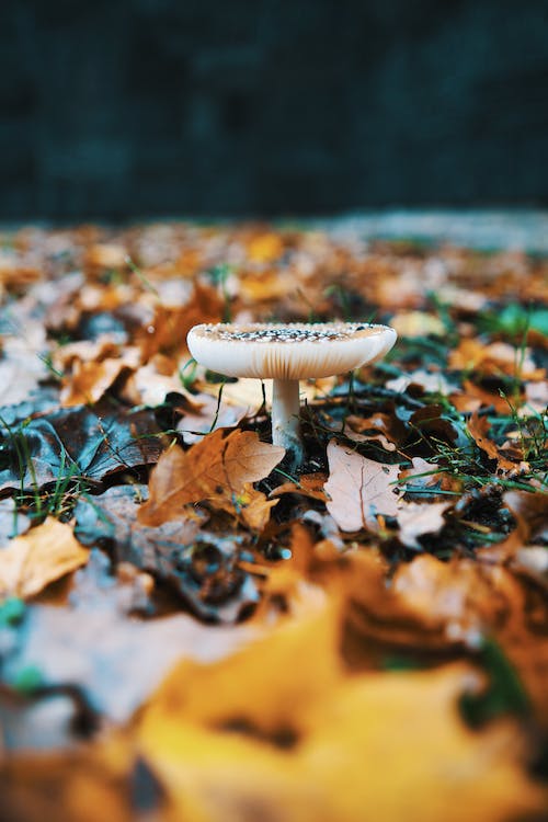 Close-up of a Panther Cap Mushroom among Autumnal Leaves 