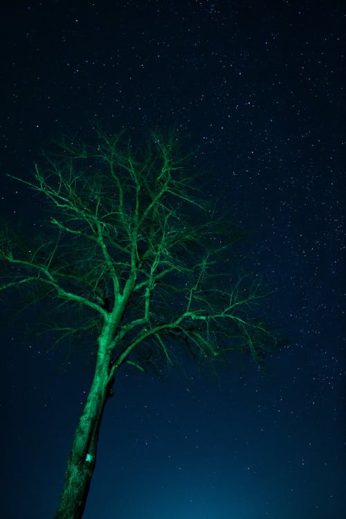 Baum bei Nacht