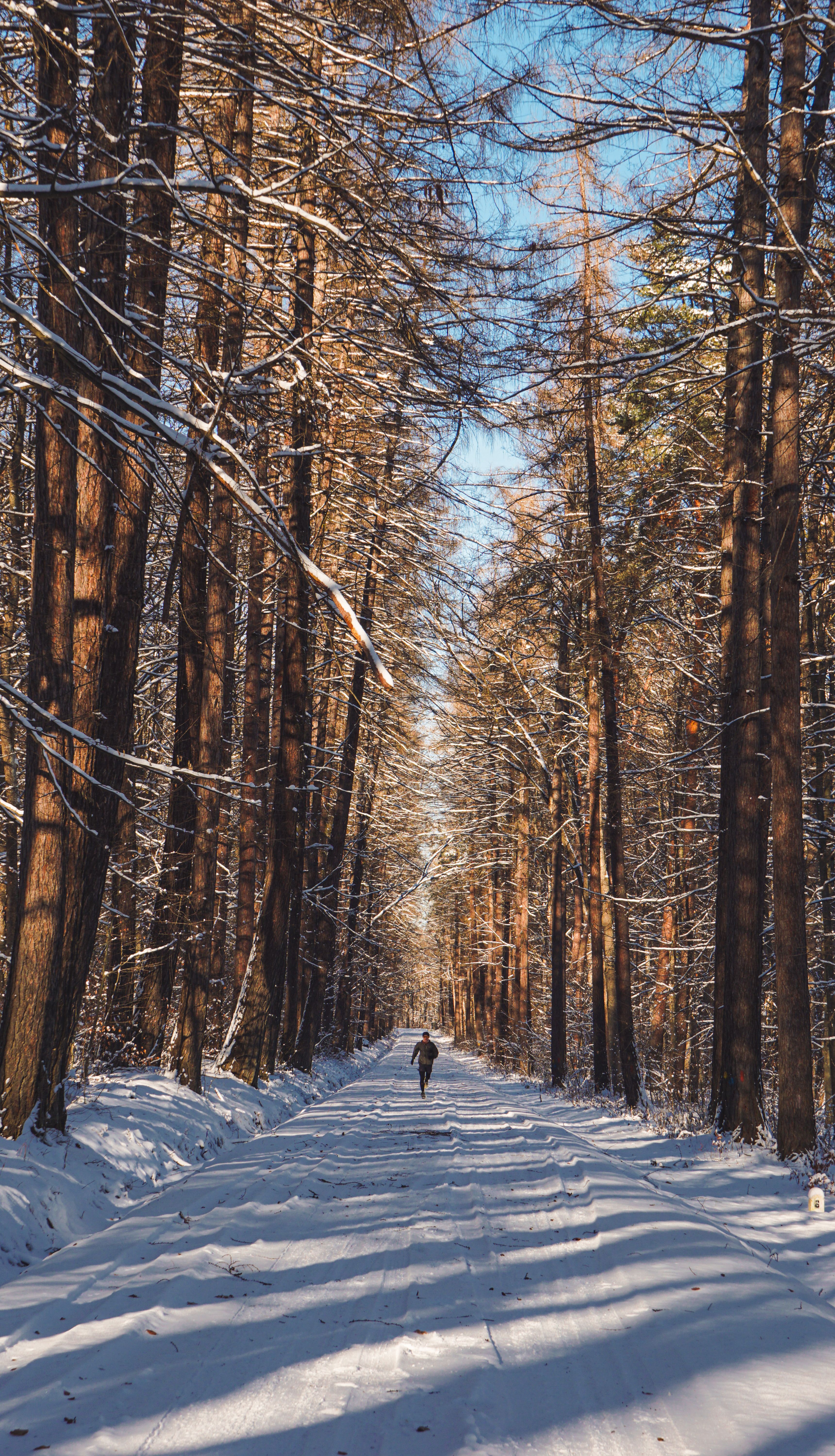 Man Running on Dirt Road in Snow in Forest in Winter · Free Stock Photo