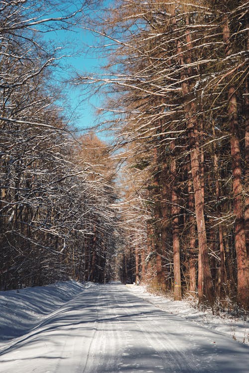 Photos gratuites de arbres, bois, branches