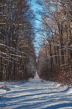 A serene snowy road winds through a forest in winter.