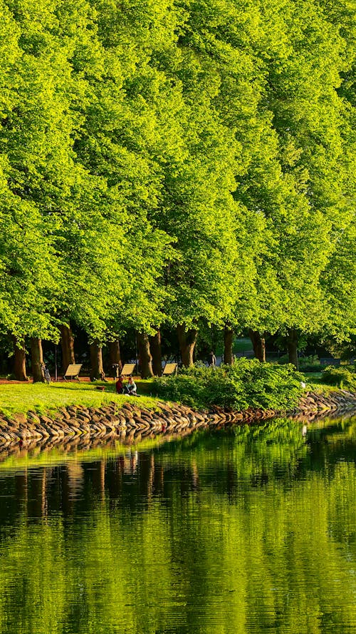 Darmowe zdjęcie z galerii z drzewa, natura, park