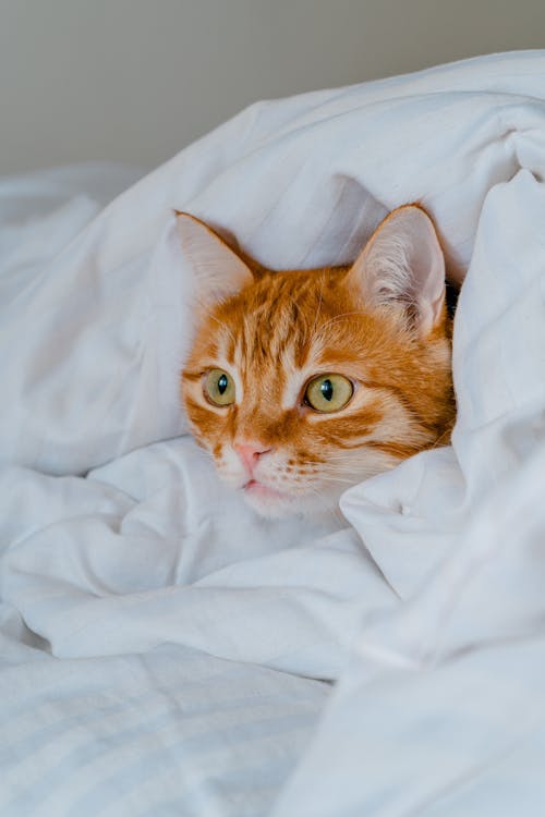 Free An Orange Cat Wrapped in a White Duvet  Stock Photo