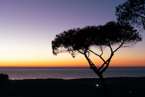 A Tree by a Sea at Sunset