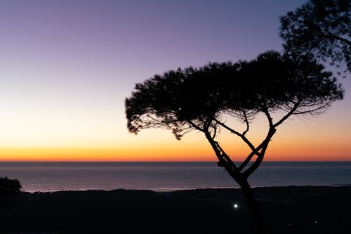 Free A stunning silhouette of trees set against a vibrant sunset over the ocean horizon. Stock Photo