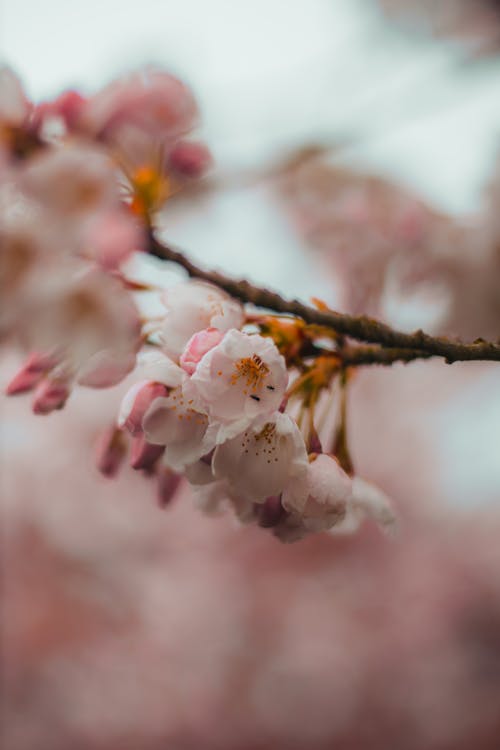 Free stock photo of baby pink, cherry blossom, cherry blossom background