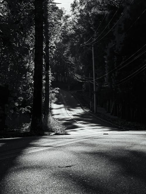 Foto profissional grátis de árvores, estrada, floresta