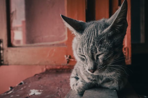 Tabby Cat Sleeping Indoors jigsaw puzzle