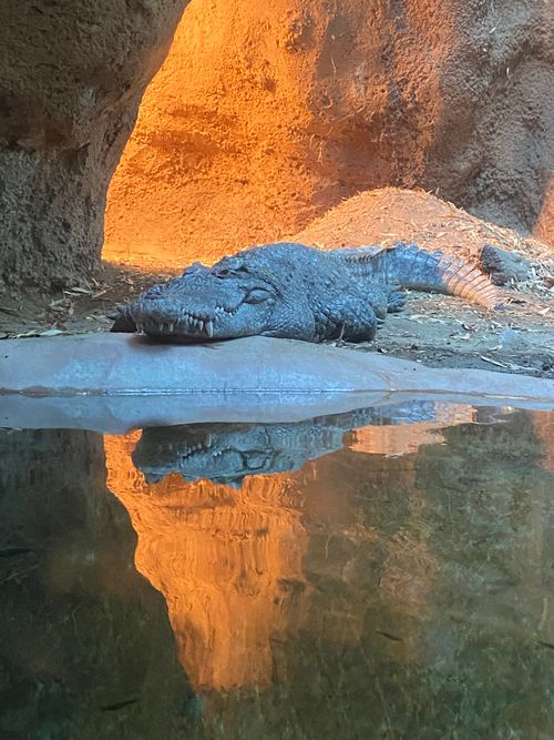 Free Alligator Stock Photo