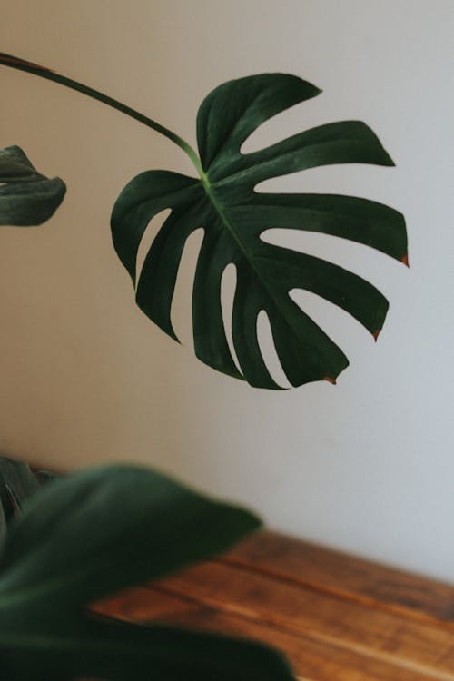 Leaf on Monstera