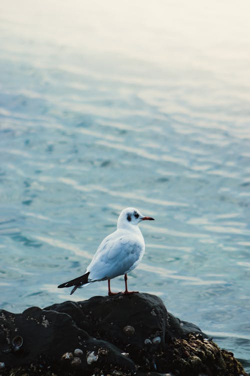 Close-up of a Seagull Sitting on a Rock on the Shore 