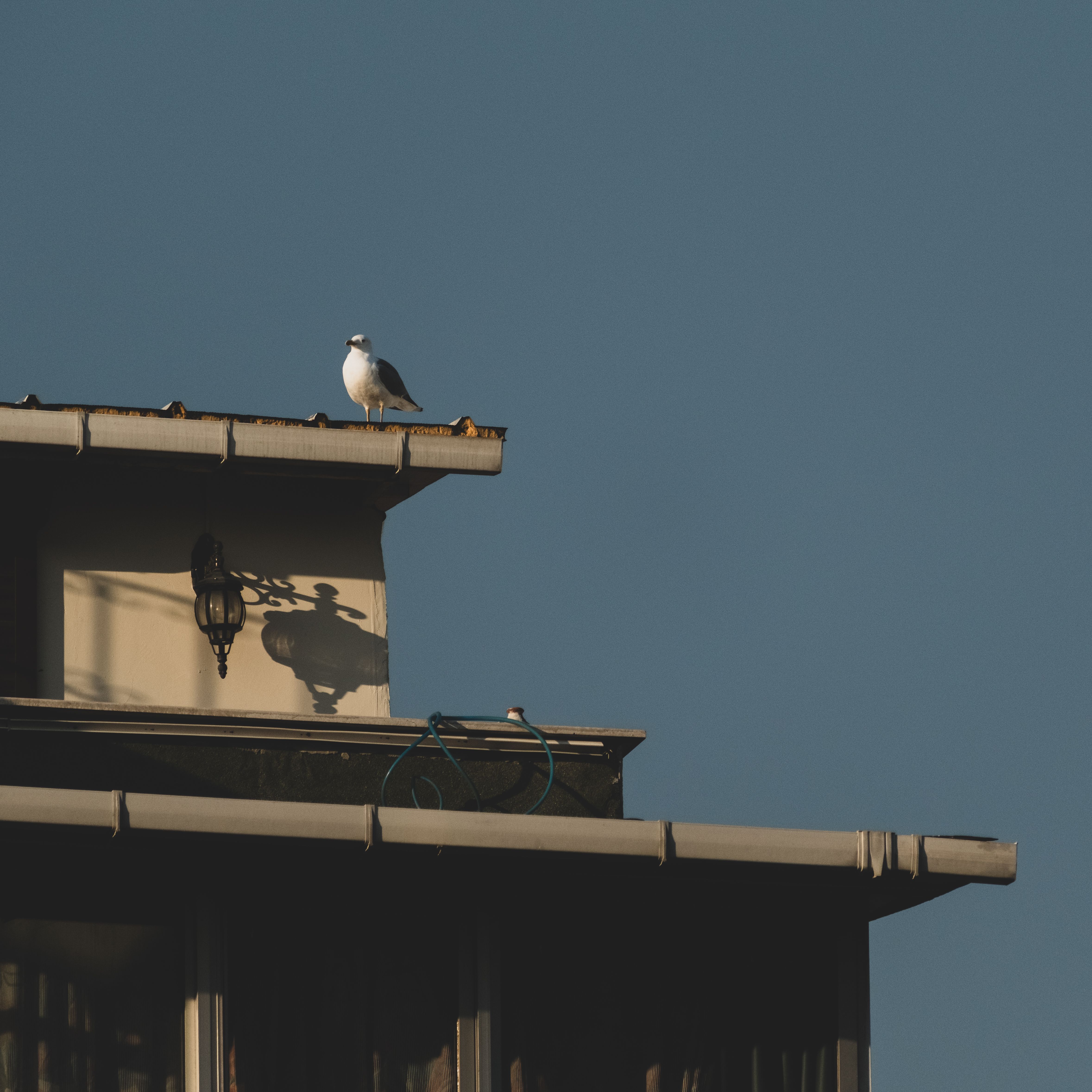 A seagull sits on a rooftop under a clear blue sky, casting shadows on the building.